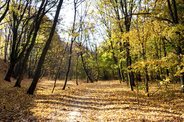 Autumn landscape. Walkway in the deciduous  forest  - Foto, Imagen