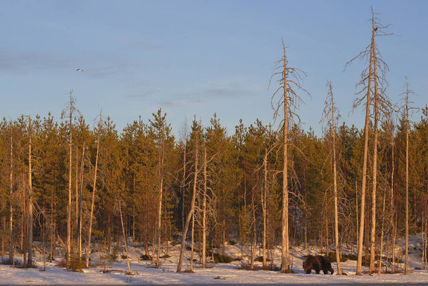 Ruskea karhu
 - Valokuva, kuva
