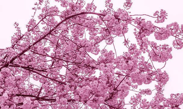 Flores de cerezo rosadas florecientes
. - Foto, imagen