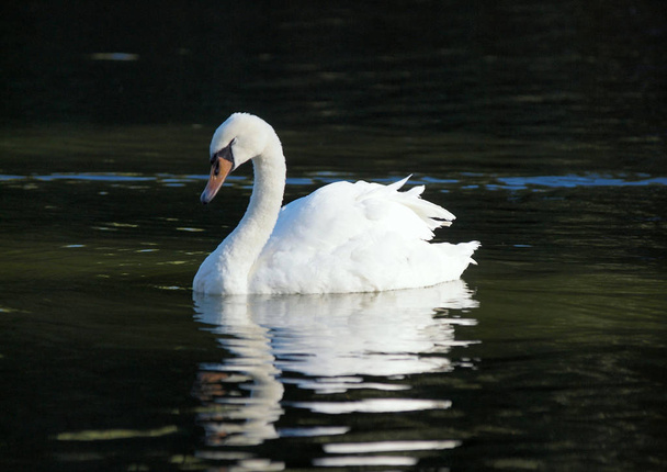Krásná bílá labuť uprostřed vodní hladiny - Fotografie, Obrázek