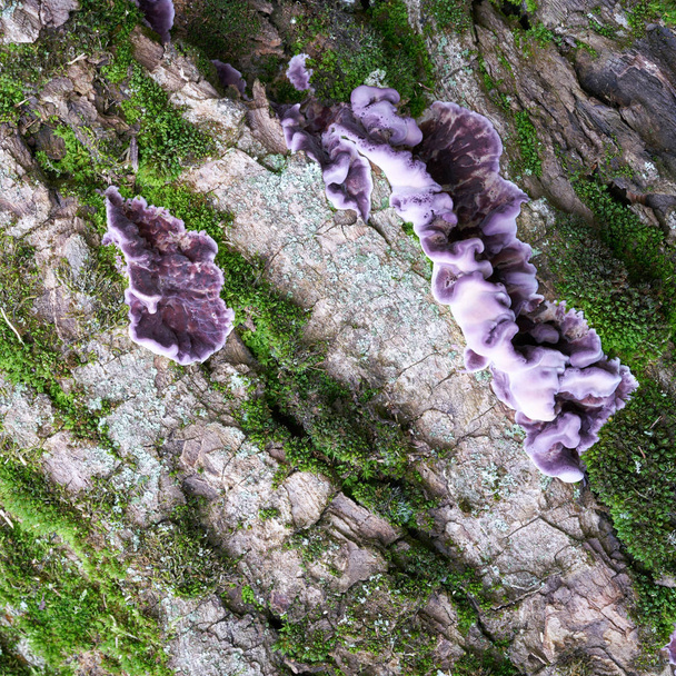 Silberblätterpilz (chondrostereum purpureum) auf der Rinde eines Baumes im Wald - Foto, Bild