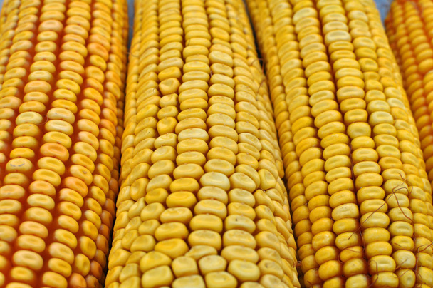 kukorica cob Vértes - Fotó, kép