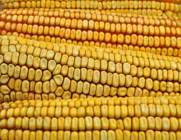kukorica cob Vértes - Fotó, kép
