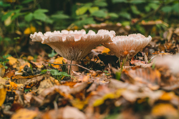 A vadon termő erdei gombák alacsony látószögű oldalnézete az őszi szezonban - Fotó, kép