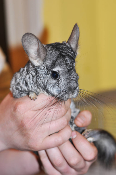 Chinchilla in the hands of man - Photo, Image