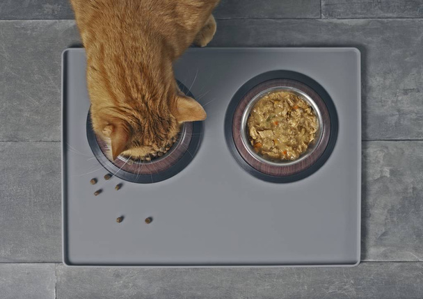 Γάτα τρώει ξηρά τροφή δίπλα σε ένα μπολ τροφίμων με υγρή τροφή, που φαίνεται απευθείας από πάνω. - Φωτογραφία, εικόνα