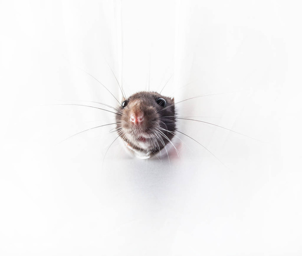 Szczur wydziera się z dziury w białej ścianie. - Zdjęcie, obraz