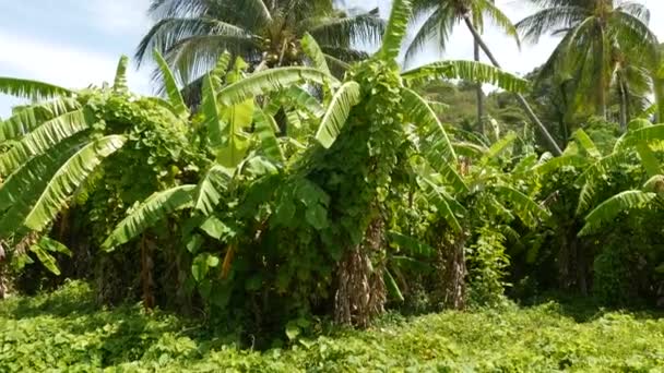Parlak yeşil muz çiftliği ve Tayland 'da güneşli bir günde hindistan cevizi palmiyesi. Tayland 'da tipik bir manzara. Asya 'da geleneksel tarım. Parlak, sulu, egzotik tropikal yapraklar. - Video, Çekim