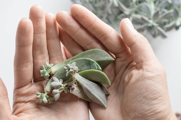 hand holds mini succulents shoots ready for transplant - 写真・画像