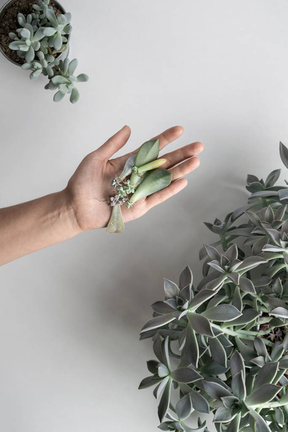 hand houdt mini succulents scheuten klaar voor transplantatie - Foto, afbeelding
