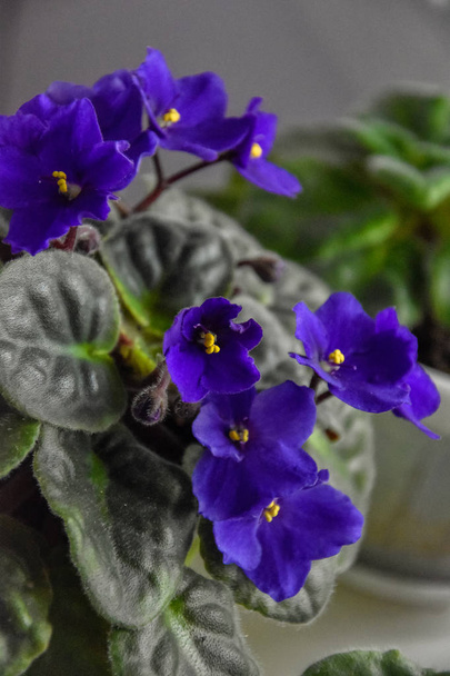 flower garden plant flora fresh violet viola  - Photo, Image