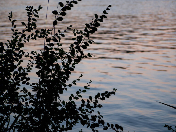 Silueta de árbol con agua en el fondo reflejando la hora dorada
  - Foto, imagen