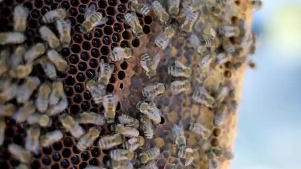 Arıcı elinde arılarla dolu bir bal peteği tutuyor. Arı yetiştiricisi arıların yaşam tarzlarını inceliyor. Arıcılık konsepti yavaş çekim videosu. Arıcı elinde arılarla dolu bir bal peteği tutuyor - Video, Çekim