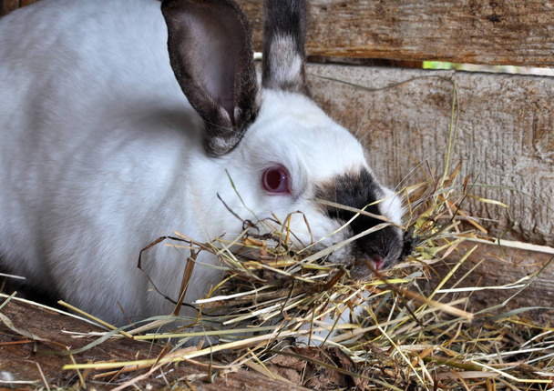 Ciężarne samice królika rasy kalifornijskiej z sianem w zębach dla - Zdjęcie, obraz