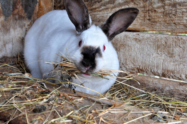 Conejo hembra embarazada de California raza con heno en los dientes para
 - Foto, Imagen