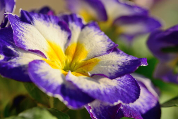 Purple and white primroses - Photo, Image
