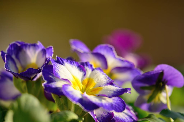 Onagre violette et blanche
 - Photo, image