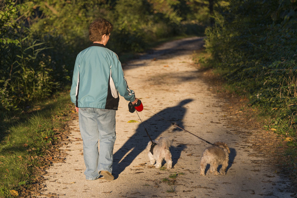 Adult Woman Walking Her Puppies At Sunset - Photo, Image