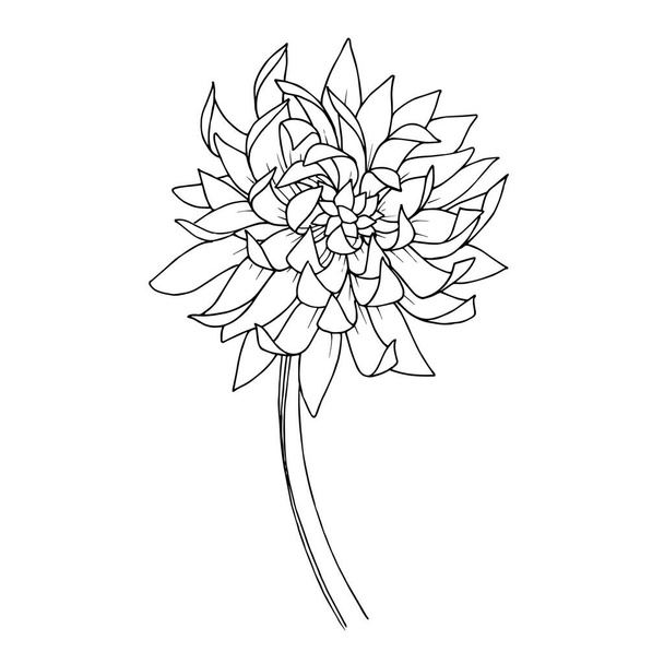 Vector Chrysanthemum floral botanical flowers. Black and white engraved ink art. Isolated flower illustration element. - Vektor, obrázek