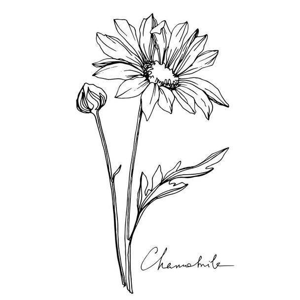 Διάνυσμα Χαμομηλιού λουλούδια βοτάνων. Μαύρο και άσπρο χαραγμένο μελάνι τέχνης. Μεμονωμένο στοιχείο απεικόνισης λουλουδιών. - Διάνυσμα, εικόνα