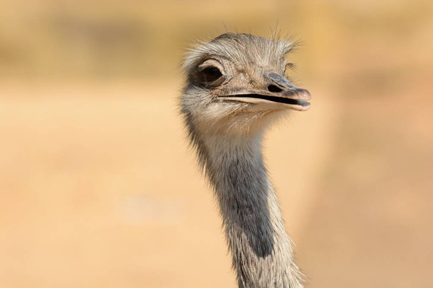 Ostrich (struthio camelus) - Fotografie, Obrázek