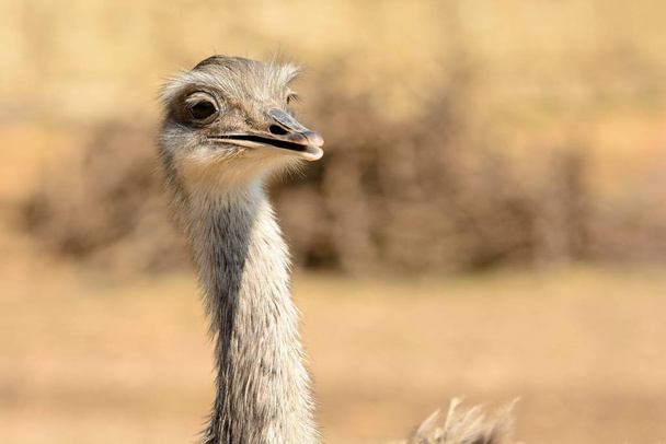 Ostrich (struthio camelus) - 写真・画像