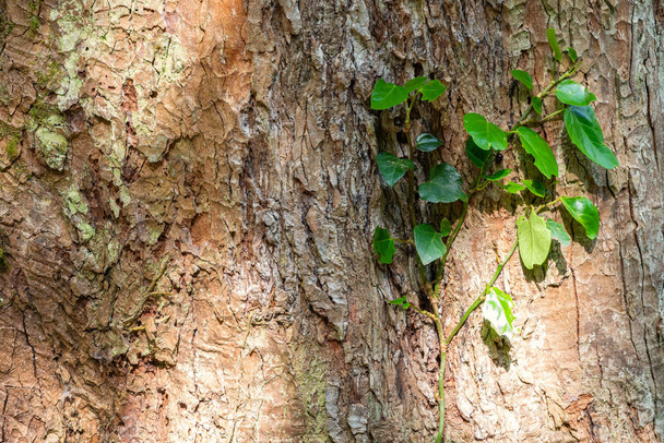The texture of the old pine bark with green vegetation on it. - Photo, image