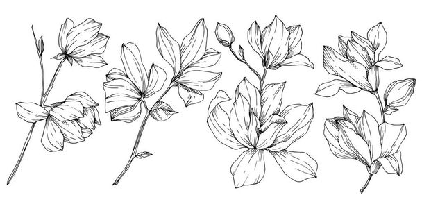 Vector Magnolia floral botanical flowers. Black and white engraved ink art. Isolated magnolia illustration element. - Vettoriali, immagini
