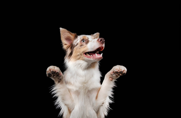 funny dog muzzles. funny border collie on a black background facial expressions. - Photo, image