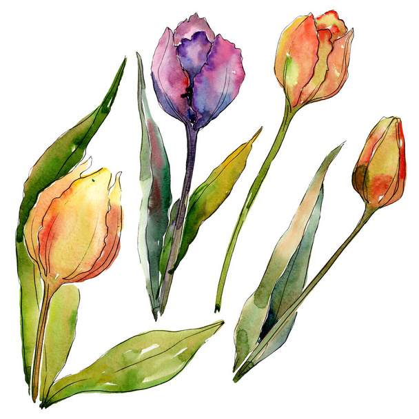 Tulipán květinové botanické květy. Vodný obrázek pozadí-barevný. Izolované tulipány prvek ilustrace. - Fotografie, Obrázek