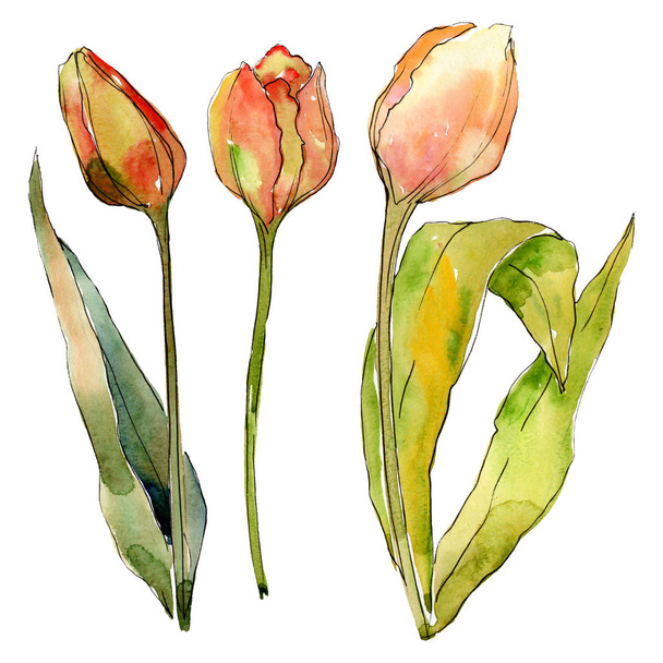 Tulipán květinové botanické květy. Vodný obrázek pozadí-barevný. Izolované tulipány prvek ilustrace. - Fotografie, Obrázek