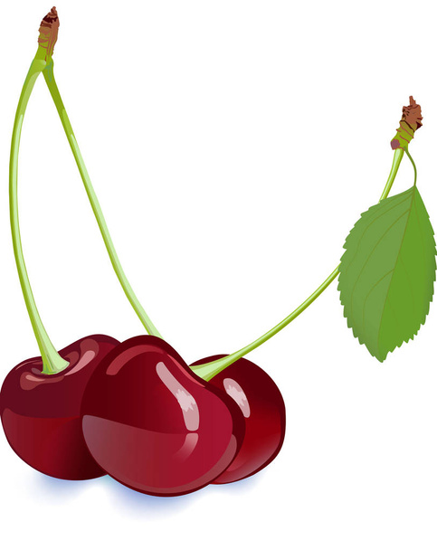 茎と葉を持つ3つの赤い熟したチェリーのベクトルイラスト。甘い果物。新鮮で栄養価が高くおいしいチェリー。チェリーの花だベリーのシンボル。ラベルデザインの要素。ベクトル隔離. - ベクター画像