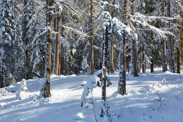 Winter Snowy Landscape - Photo, image