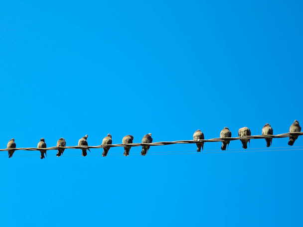 viele Tauben an einem Stromkabel. Tauben sitzen auf einer Stromleitung über dem Himmel. - Foto, Bild