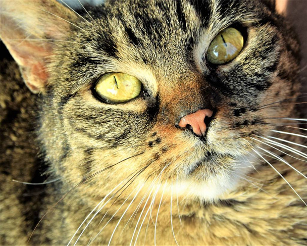 Portrait of a cat - Photo, Image