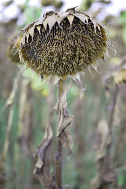 Kypsä auringonkukka pellolla
 - Valokuva, kuva