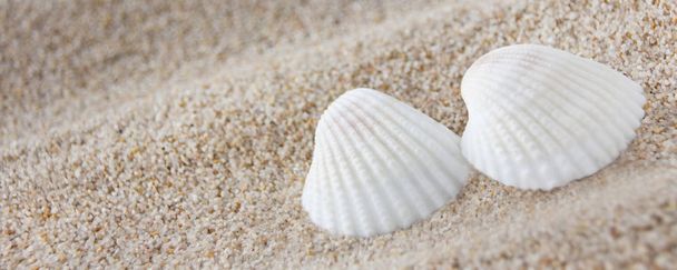 Spa kagylók a homokban, mint a háttér - Fotó, kép