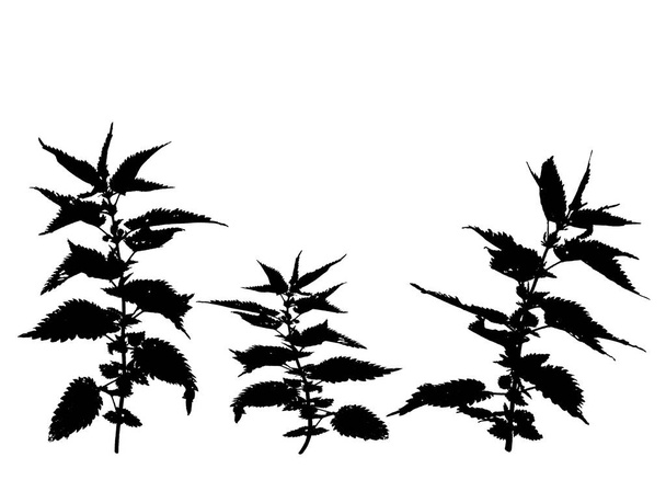 Nettle siluet çizimi. Bitkiler, botanik. İzole edilmiş beyaz arkaplanda vektör nesneleri. - Vektör, Görsel