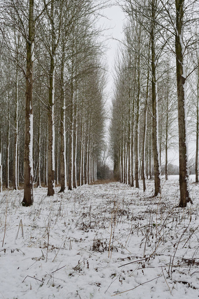 Lumen peittämät poppelipuut
 - Valokuva, kuva