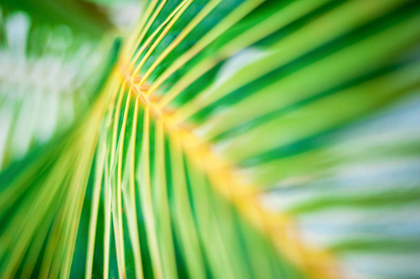 Primer plano de palmeras, República Dominicana, playa soleada en Punta Cana, palmeras, en la costa
 - Foto, imagen