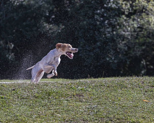 Un perro disfrutando de la libertad corriendo salvaje en un parque
 - Foto, imagen
