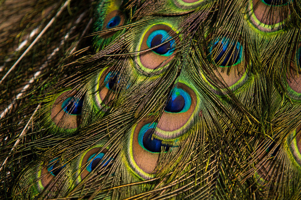 Peacock Feathers - Фото, изображение