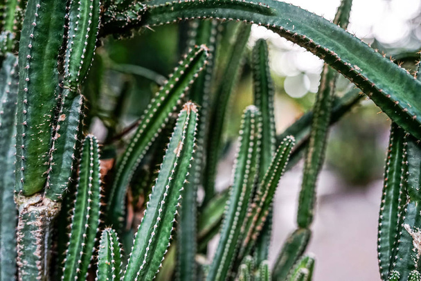 Closeup of many green cactus and bokeh - Photo, Image