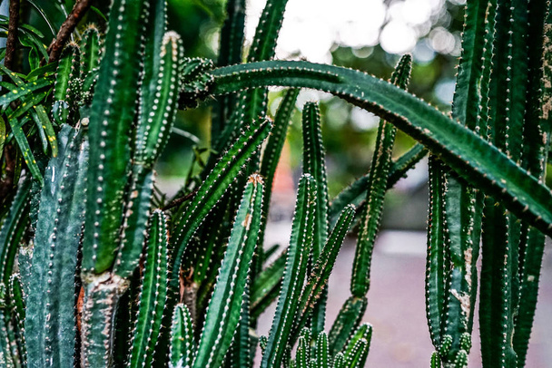 Closeup of many green cactus and bokeh - Zdjęcie, obraz