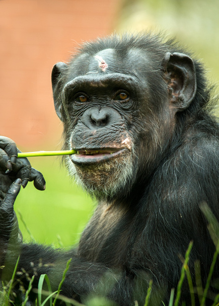 Simpanssi pureskelee ruohoa.
 - Valokuva, kuva