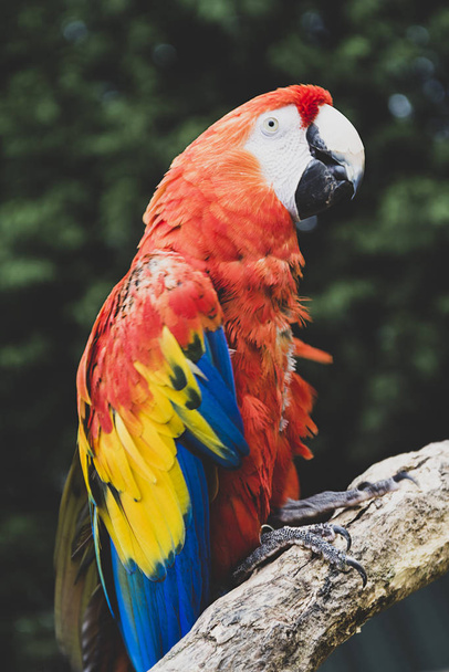 Red scarlet macaw on branch, colorful parrot bird. Wild life and animals. - Valokuva, kuva