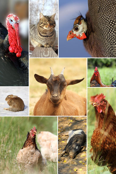 κολάζ με διαφορετικές εκτρεφόμενα ζώα - Φωτογραφία, εικόνα