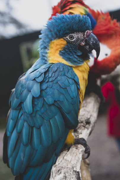 Papagei auf Ästen, blaugelbe bunte Papageien im Zoo. - Foto, Bild