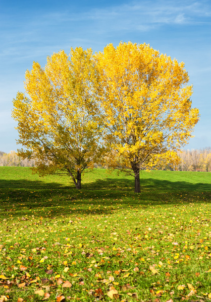 明亮黄色树木在秋天的森林中 - Φωτογραφία, εικόνα
