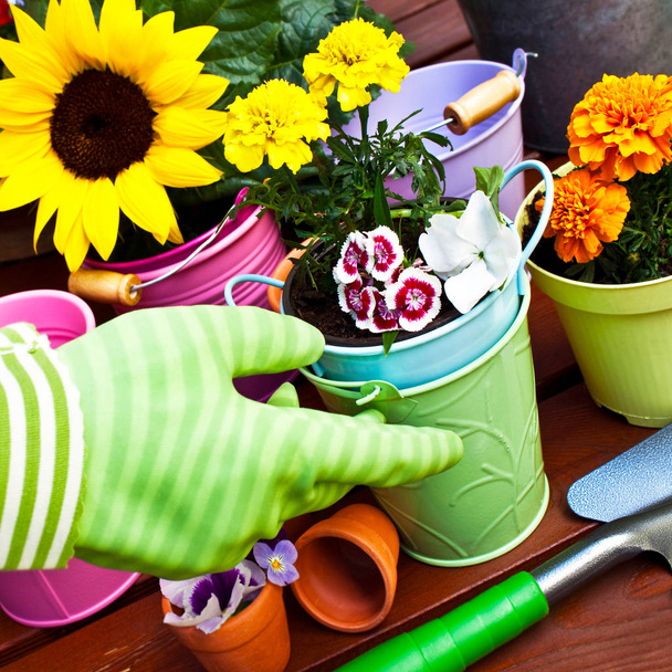 Gardening with flowers and tools background - Photo, Image